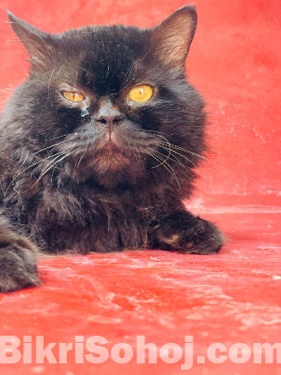 Persian cat ( Blacky)